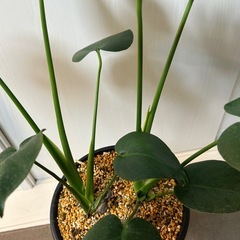 ★観葉植物★ モンステラ タウエリーの画像
