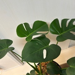 ★観葉植物★ モンステラ タウエリーの画像
