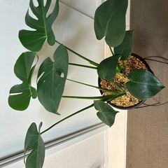 ★観葉植物★ モンステラ タウエリーの画像
