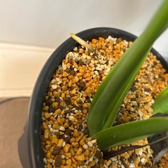 ★観葉植物★ モンステラ タウエリーの画像