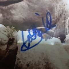 スターウォーズ、ルーク、ヨーダサイン写真！の画像