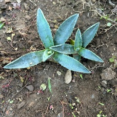 アガベアメリカーナ子株の画像