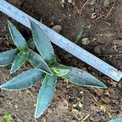 アガベアメリカーナ子株の画像