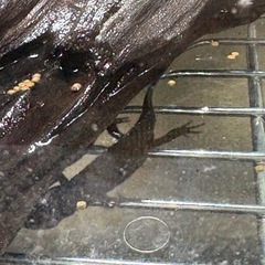 イモリ　各種
の画像