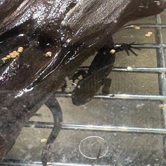 イモリ　各種
の画像