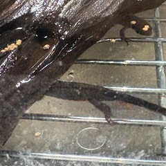 イモリ　各種
の画像