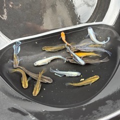 MIXメダカ オス 越冬産卵可能サイズ の画像