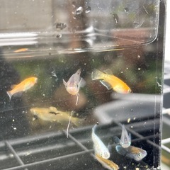 MIXメダカ オス 越冬産卵可能サイズ の画像