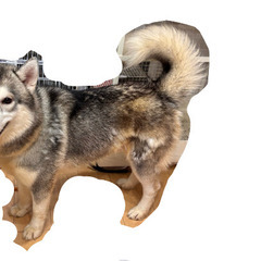 シベリアンハスキー（1歳半）