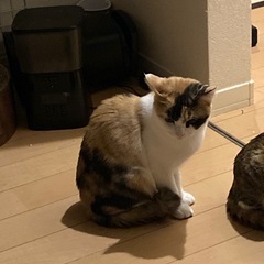 三毛猫です
