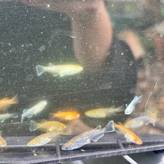 MIXメダカ 30匹の画像