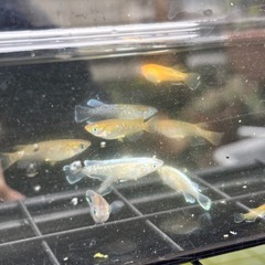 MIXメダカ 30匹の画像