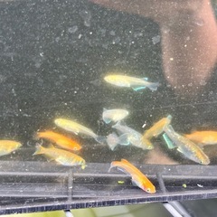 MIXメダカ 30匹の画像