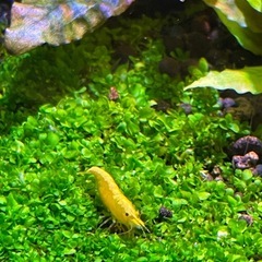 ゴールデンチェリーシュリンプの若エビ20匹 11月③の画像