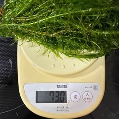 アナカリス水草の画像