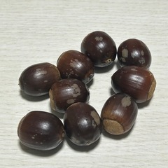 どんぐり
の画像