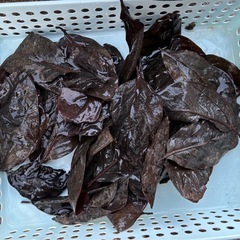 メダカ、柿の葉🟠の画像