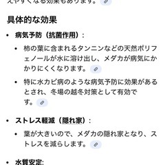 メダカ、柿の葉🟠の画像