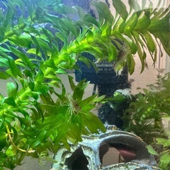 ザリガニの赤ちゃんの画像