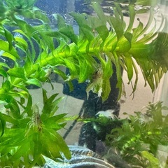 ザリガニの赤ちゃんの画像