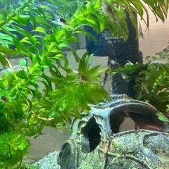 ザリガニの赤ちゃんの画像