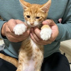 2ヶ月茶トラ子猫ちゃん🐈‍⬛【里親さん募集✨】