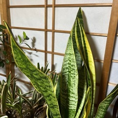 サンセベリア65cmの画像