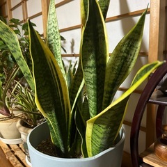 サンセベリア65cmの画像