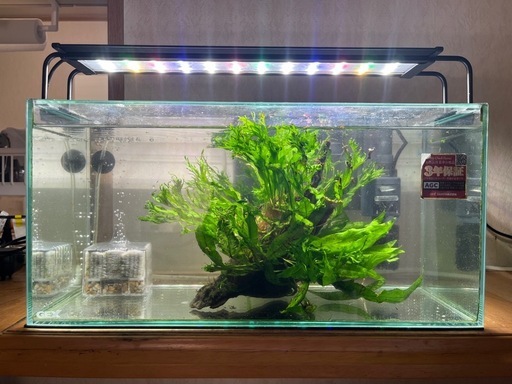 GEXグラススリム450+ライト＋ミクロソリウム（流木付き）＋GEXロータイプ60cm水槽＋上部ろ過装置60cm用＋掃除用ポンプ＋ヒーター＋ミニ扇風機＋ハサミセット