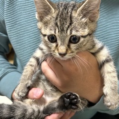 2ヶ月の子猫ちゃん🐈‍⬛【里親さん募集✨】