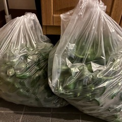 11/16収穫 ピーマン 10個の画像