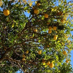 ③柚子２個(無農薬)の画像