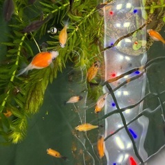 ピンポンパール（国産）幼魚　20匹まとめての画像