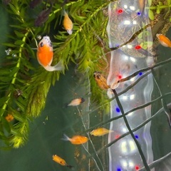 ピンポンパール（国産）幼魚　20匹まとめての画像