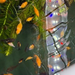 ピンポンパール（国産）幼魚　20匹まとめての画像