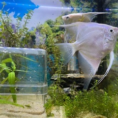 熱帯魚 エンゼルフィッシュのペア　生育　価格応相談　の画像