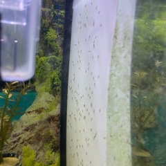 熱帯魚 エンゼルフィッシュのペア　生育　価格応相談　の画像