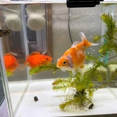 ピンポンパール（国産）幼魚　20匹まとめての画像