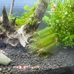 レッドビーシュリンプ（10匹の画像