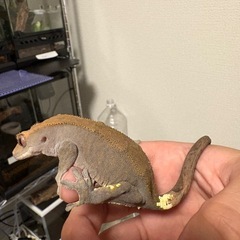 クレス7ひき7匹の画像