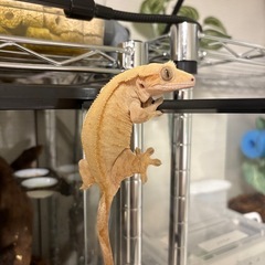 クレス7ひき7匹の画像