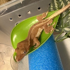 クレス7ひき7匹の画像