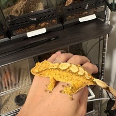 クレス7ひき7匹の画像