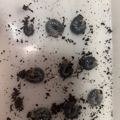 バラタスサスマタサイカブト　幼虫　9ひきせっと9匹セットの画像