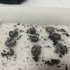 バラタスサスマタサイカブト　幼虫　9ひきせっと9匹セットの画像