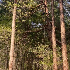 本当に困っている人　伐採のお手伝いします