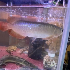 アロワナ　スーパーレッドの画像