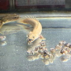 プラチナエンドリケリーの画像