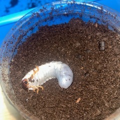 ヘラクレス・リッキー　幼虫　1匹　① の画像