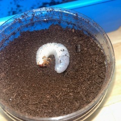 ヘラクレス・リッキー　幼虫　1匹　① の画像